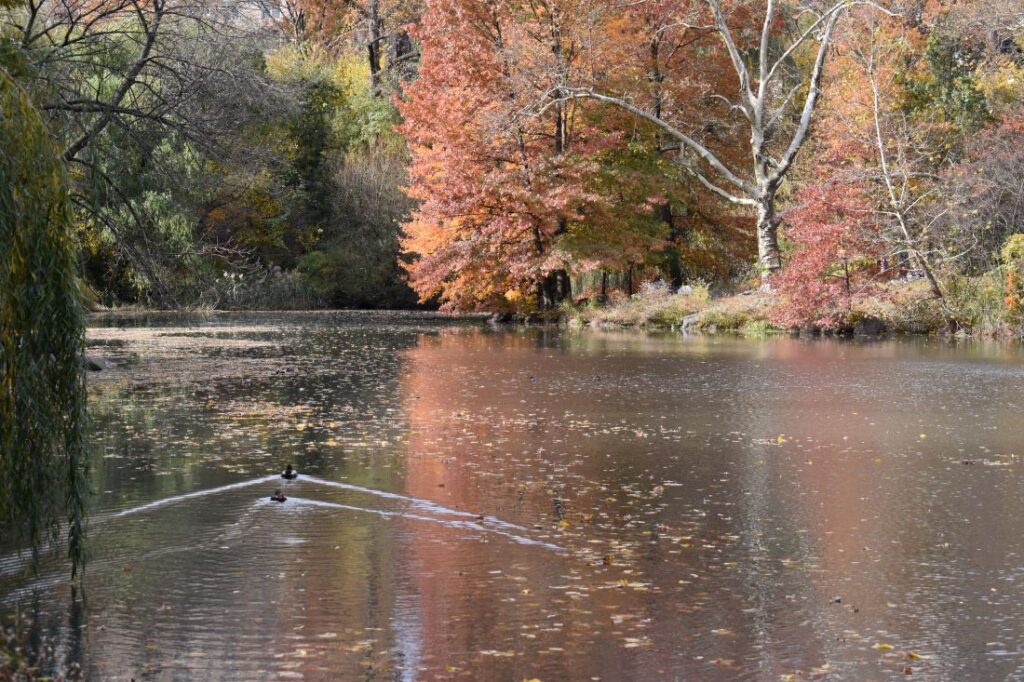 A photo of brightly colored trees in Central Park, NYC compliments the description of Ketamine-Assisted Psychothrapy (KAP), a service offered by Josh Stieber, PhD at Winding Elm Psychotherapy.