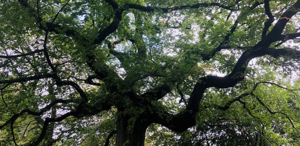 Looking up at the tree in NYC's Central Park for which Josh Stieber's Winding Elm Psychotherapy practice was named for.