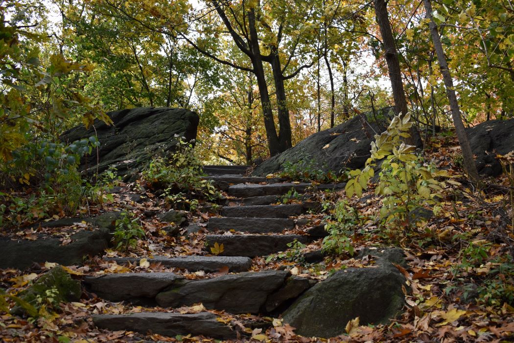 A pathway in NYC's Central Park. This symbolizes the path of individual therapy that one can take with Dr. Josh Stieber and Winding Elm Psychotherapy.