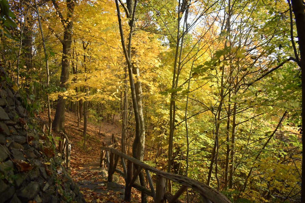 A photo of a woodland path in Wave Hill, NYC compliments the description of Psychedelic Integration, a service offered by Josh Stieber, PhD at Winding Elm Psychotherapy.