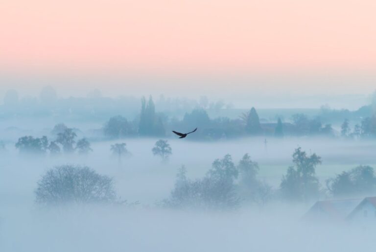 A bird flies out of the fog to illustrate a section about therapy and healing from spiritual abuse