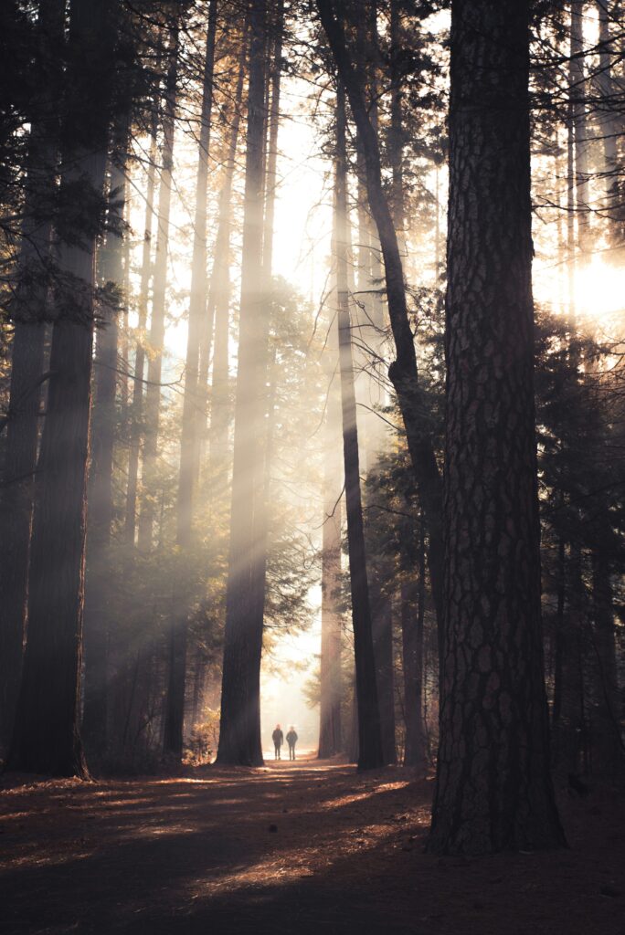 Light in the Forest